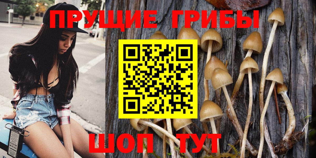 Псилоцибиновые грибы Cubensis Ржев